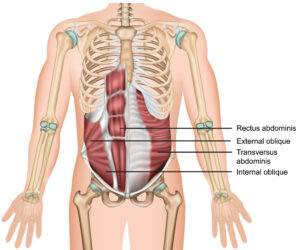 abdominaux, obliques, transverses